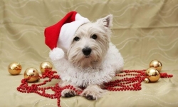 ��������� ����� 2018 ��� - ������ �������� ������