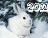 ����� 2011 ���